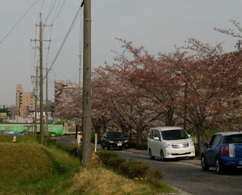 １桜.jpg